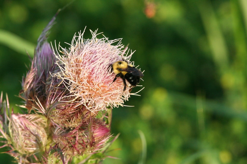 brown-belted bumblebee on bull-thistle